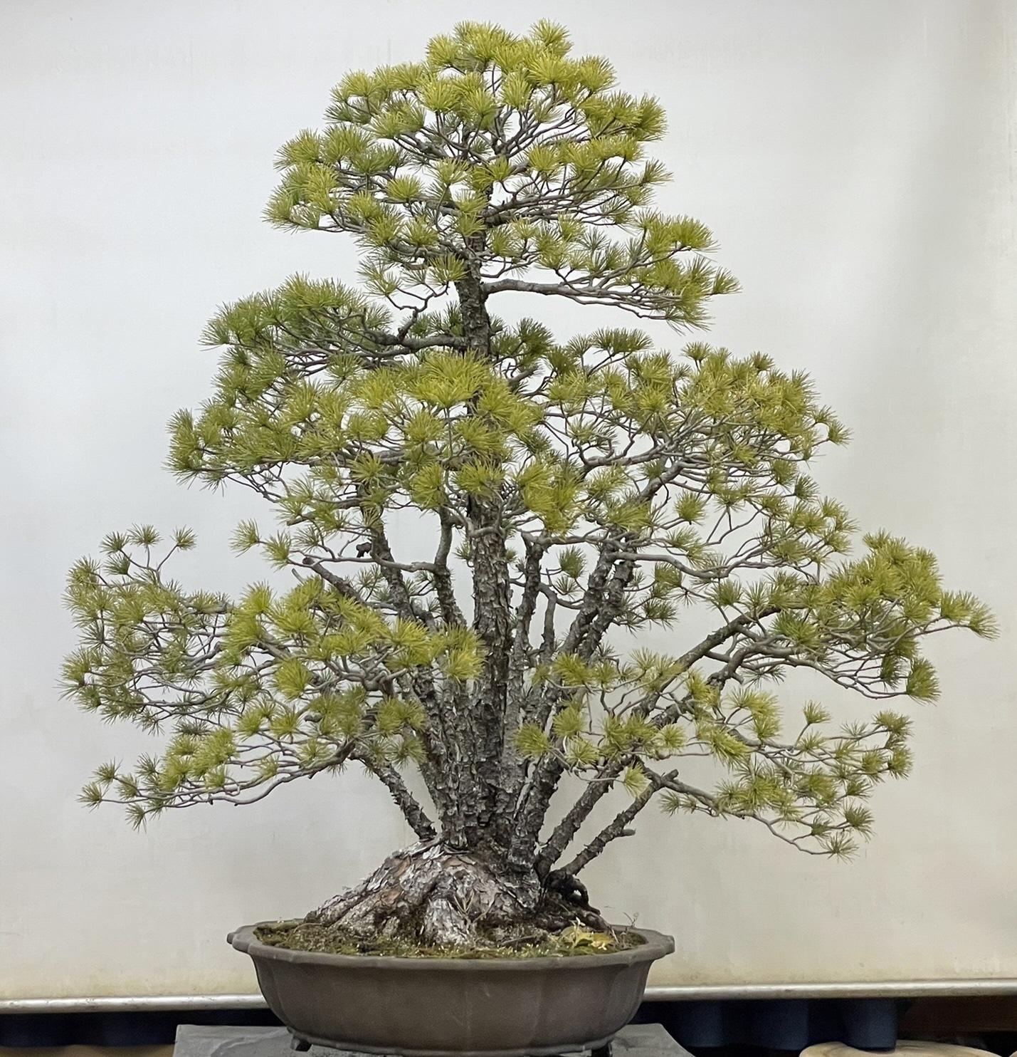 20220204_PR_omiya_bonsai.jpg